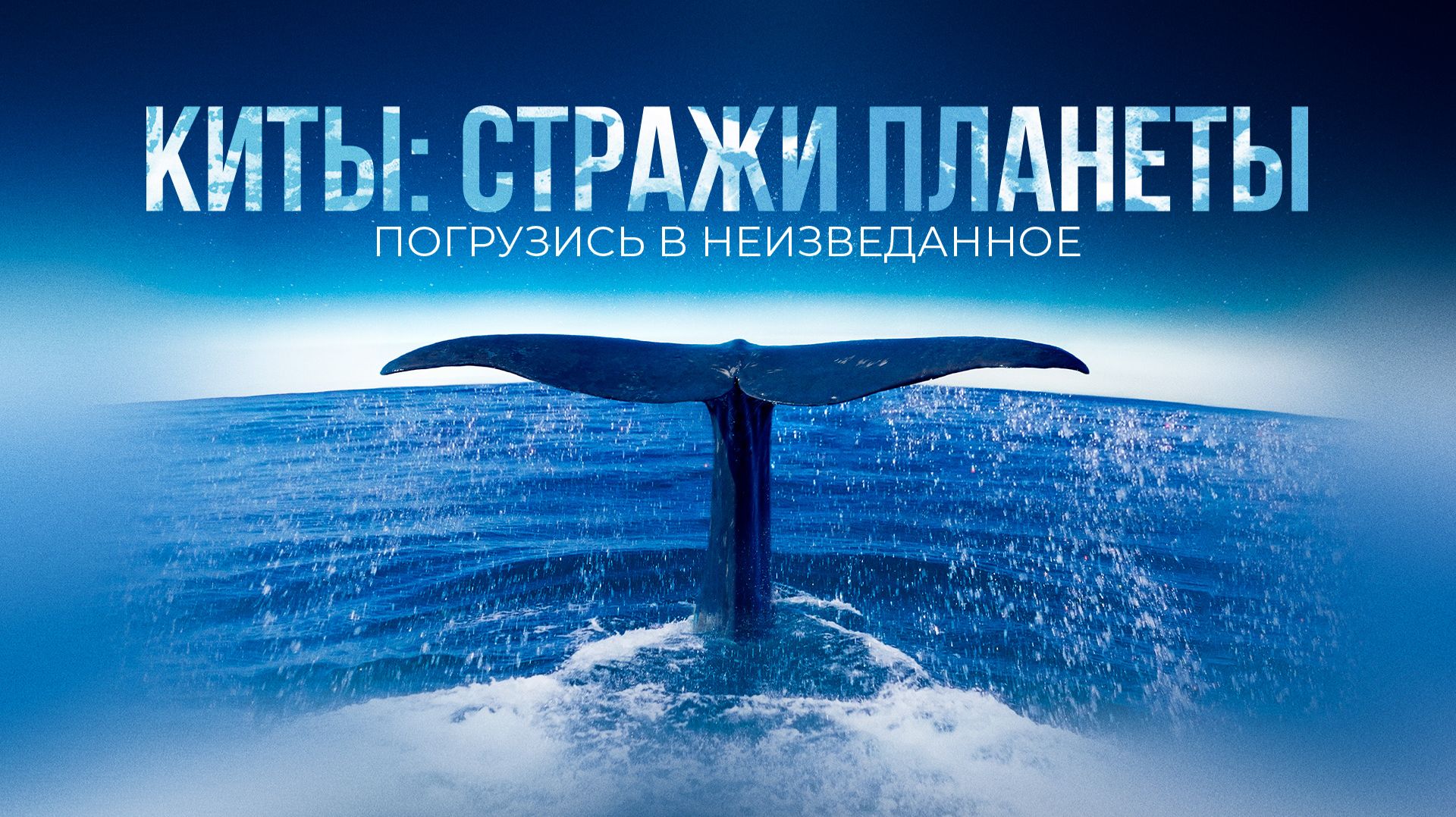 Киты: Стражи планеты (2023) / Les gardiennes de la planète