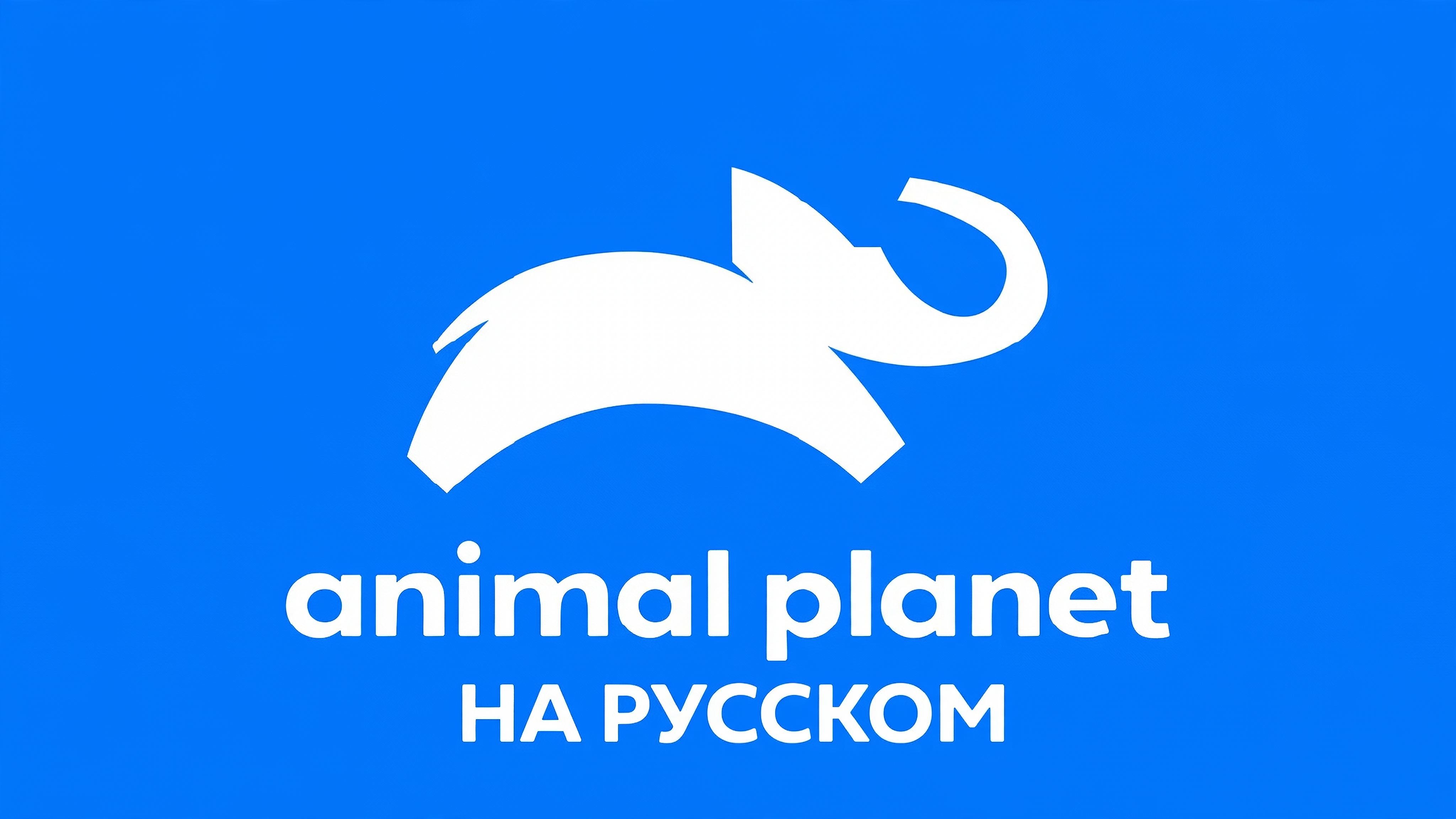 Animal Planet НА РУССКОМ ЯЗЫКЕ | Animal Planet